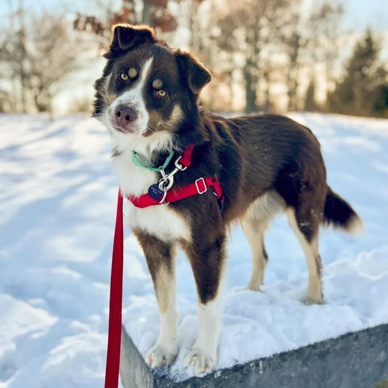 Peluchin thumbnail 6