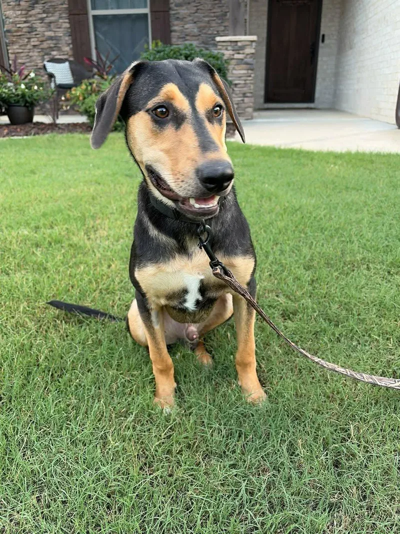 A baby medium-sized male Black and Tan Coonhound dog named Cash for adoption in Austin, AR