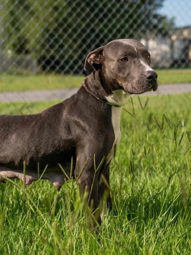 An adult medium-sized female Mixed Breed dog named Coraline for adoption in Kingsland, GA