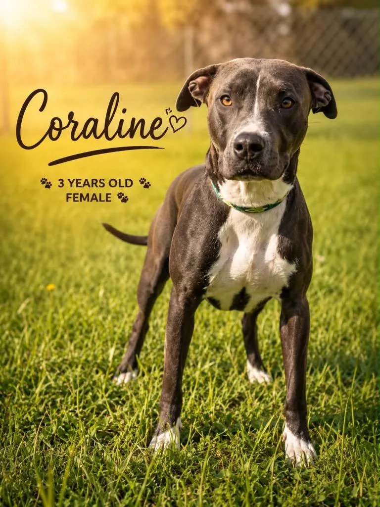 Coraline thumbnail 2