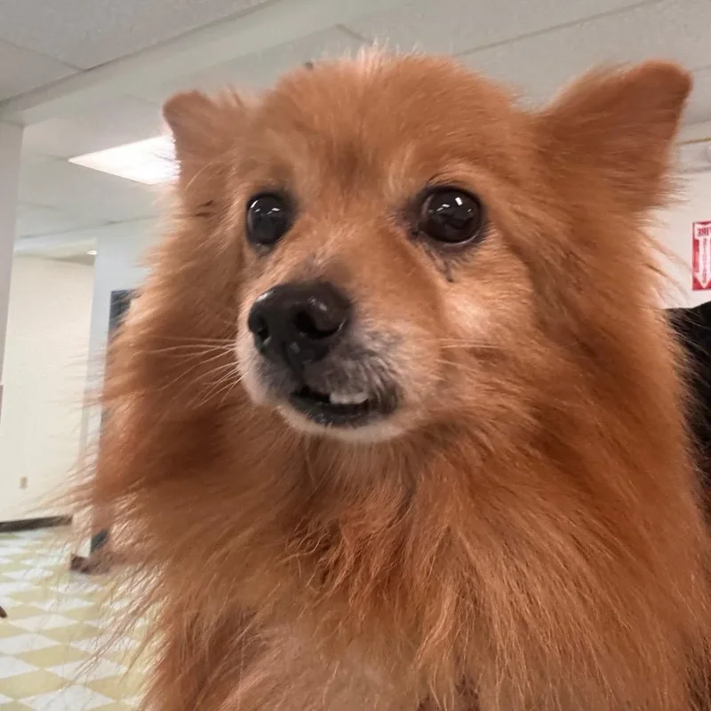 An adult small-sized male Golden Pomeranian dog named Benji for adoption in Philadelphia, PA