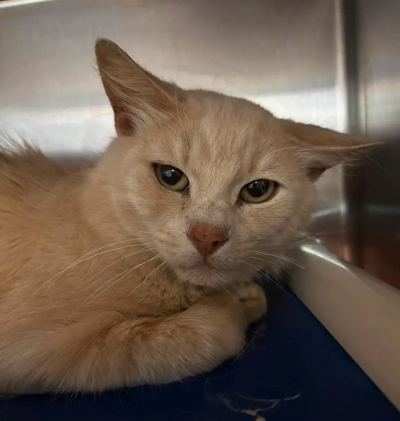 An adult medium-sized male Orange / Red Domestic Short Hair cat named Lemon Sherbet: Visit at for adoption in Rustburg, VA