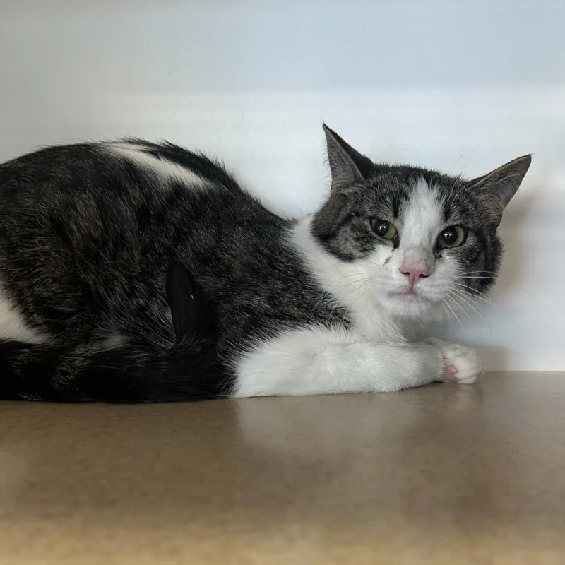 A young medium-sized male Brown / Chocolate Domestic Short Hair cat named Presly for adoption in Park City, UT