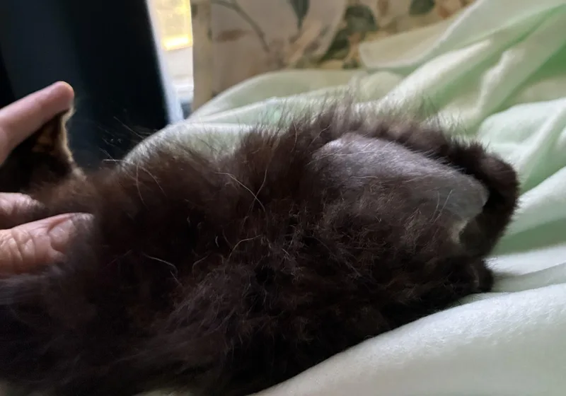 A baby medium-sized male Tabby (Brown / Chocolate) Domestic Medium Hair cat named Murphy for adoption in Dawson, GA