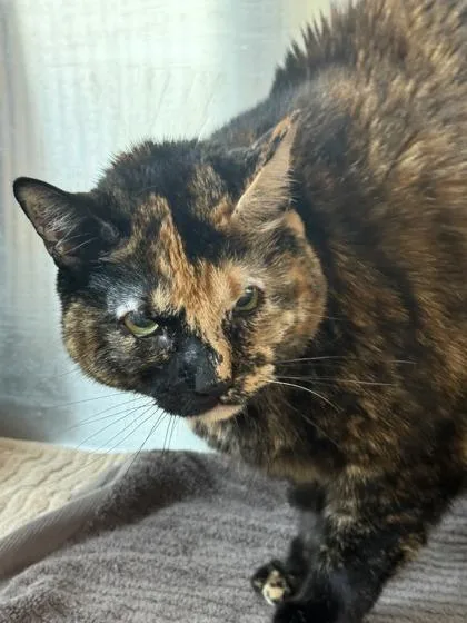 An adult medium-sized female Domestic Short Hair cat named Gaia for adoption in West Chester, PA