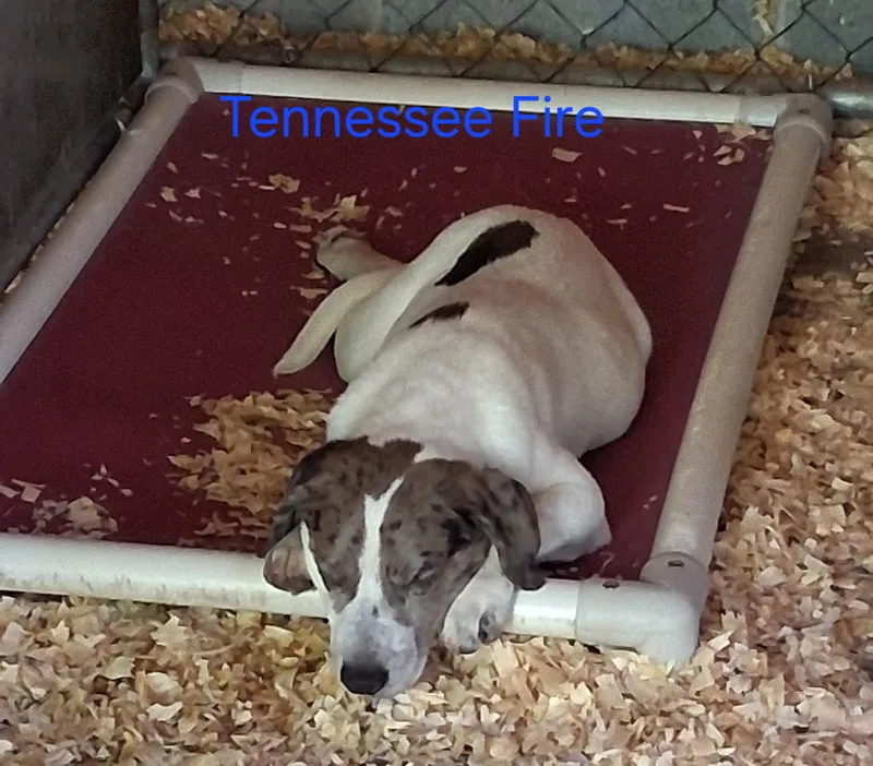 A baby medium-sized male Catahoula Leopard Dog dog named Tennessee Fire for adoption in Lynchburg, TN