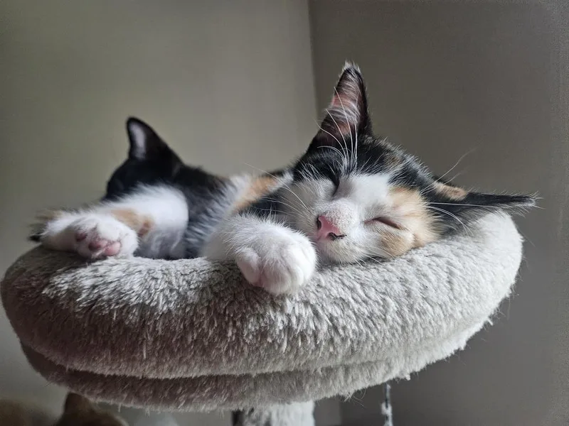 A baby small-sized female Black & White / Tuxedo Domestic Short Hair cat named Stella for adoption in Chicago, IL