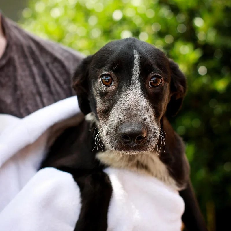 A baby small-sized female Black Australian Cattle Dog / Blue Heeler dog named Chrysanthemum for adoption in Hattiesburg, MS