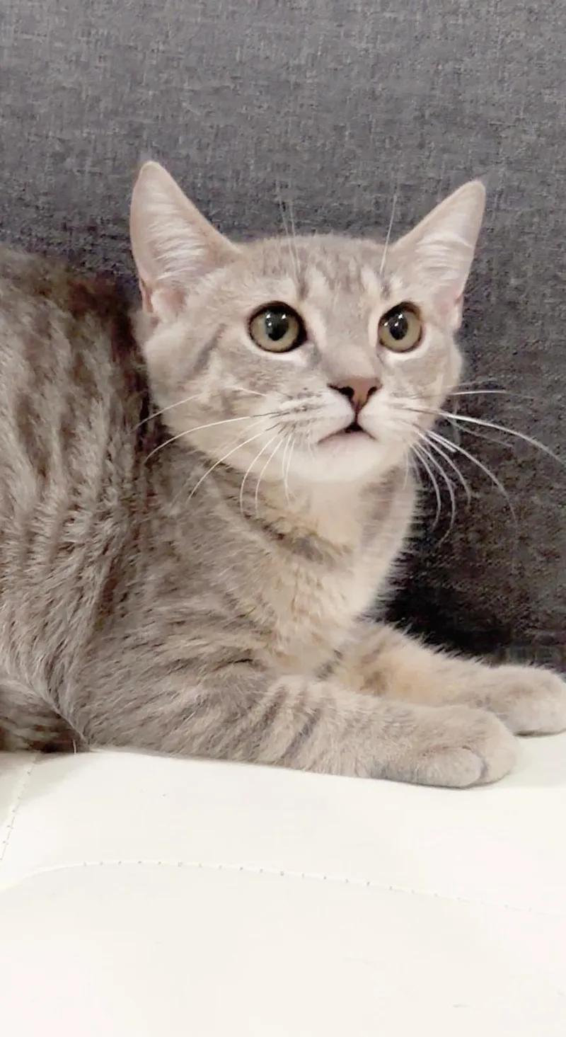 Lady Grey thumbnail 3