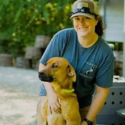 A young medium-sized male Yellow / Tan / Blond / Fawn Black Mouth Cur dog named Kubota for adoption in Newport, TN