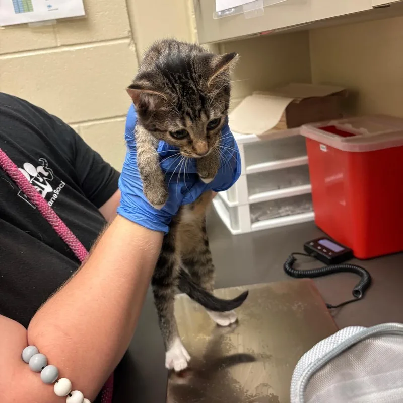 A baby small-sized male Gray / Blue / Silver Domestic Short Hair cat named Timon for adoption in Columbus, GA