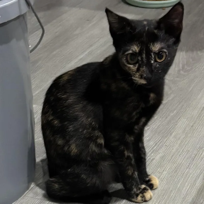 A young small-sized female Domestic Short Hair cat named Penny for adoption in Aledo, TX