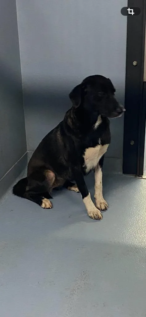 A young large-sized female Mixed Breed dog named Betty for adoption in Cartersville , GA