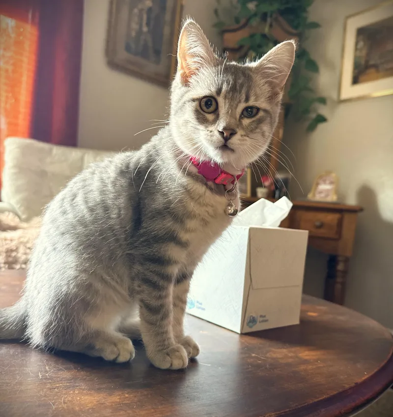 A baby small-sized female Tabby (Gray / Blue / Silver) Domestic Short Hair cat named Dinah for adoption in Mankato, MN
