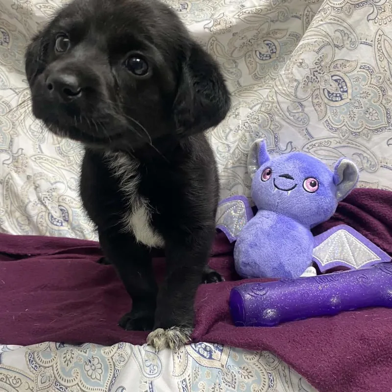 A baby small-sized female Black Labrador Retriever dog named Dawn for adoption in Caryville, TN