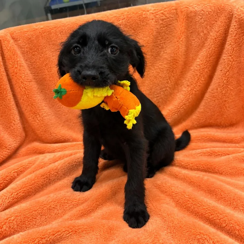 A baby medium-sized male Black Standard Poodle dog named Bobby Brady for adoption in Hattiesburg, MS