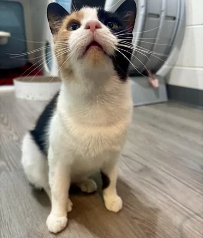 A young small-sized female Calico Domestic Short Hair cat named Sylveon for adoption in Georgetown, SC