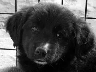 Sampson thumbnail 3