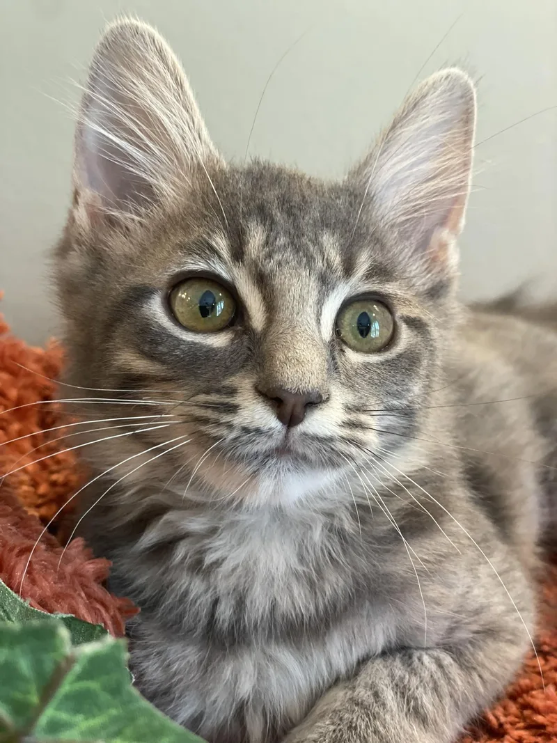 A baby medium-sized female Tabby (Gray / Blue / Silver) Tabby cat named Susie for adoption in Taylor, MI