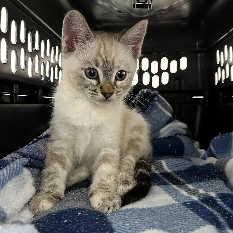 A baby small-sized female Domestic Medium Hair cat named Boo! for adoption in Pacific Grove, CA