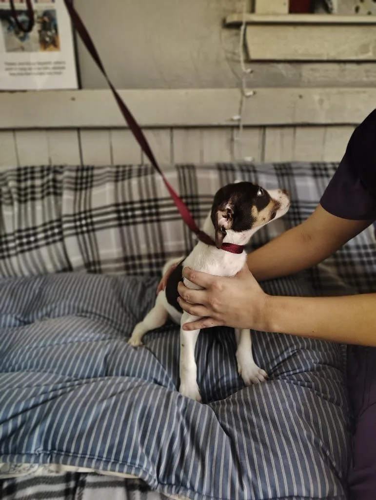 Sound pups thumbnail 2