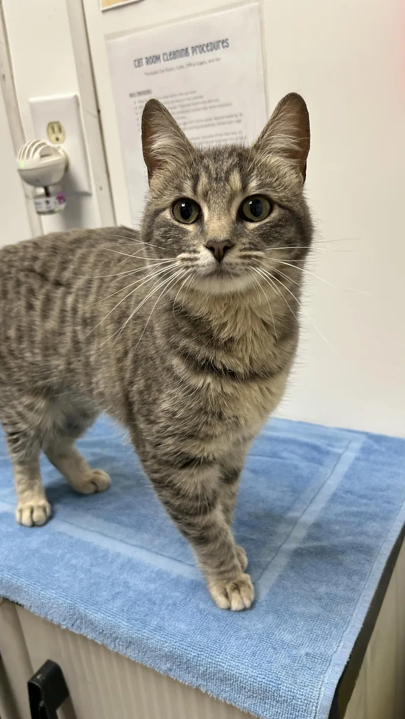 An adult medium-sized female Tabby (Gray / Blue / Silver) Domestic Short Hair cat named Eden for adoption in White Oak, PA