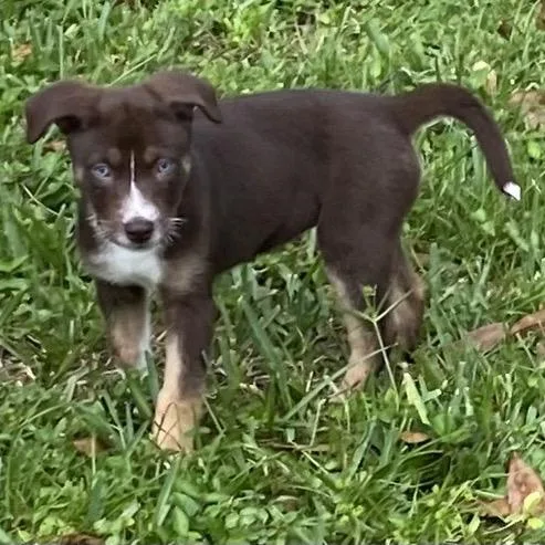 A baby medium-sized female Brown / Chocolate Labrador Retriever dog named Bebe for adoption in LOXAHATCHEE, FL