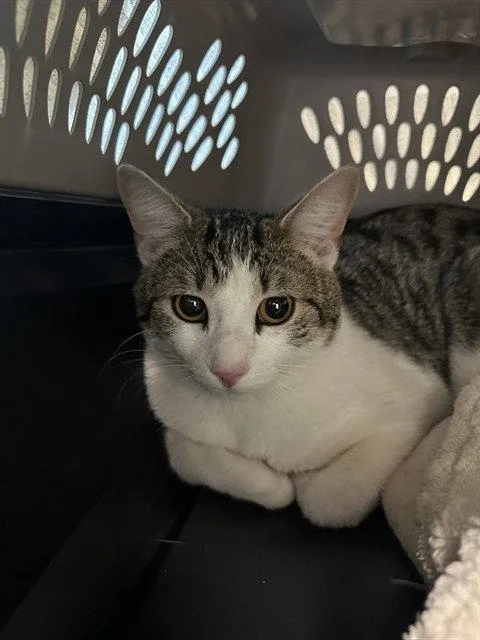 A young medium-sized male Brown / Chocolate Domestic Short Hair cat named Rocky for adoption in Tavares, FL