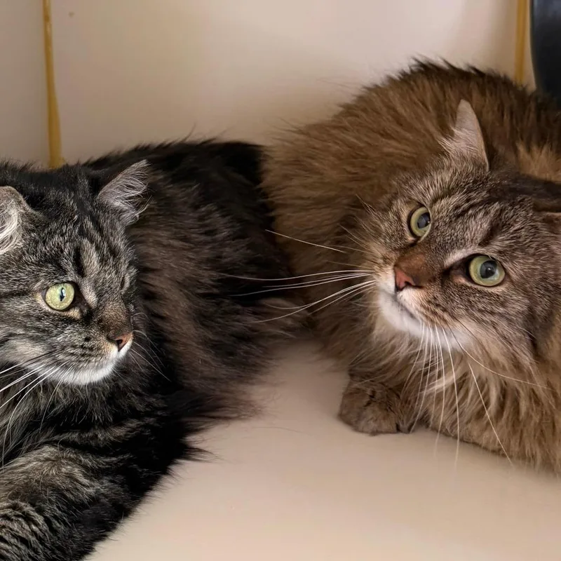 An adult medium-sized female Black Domestic Long Hair cat named Lily for adoption in Concord, NH