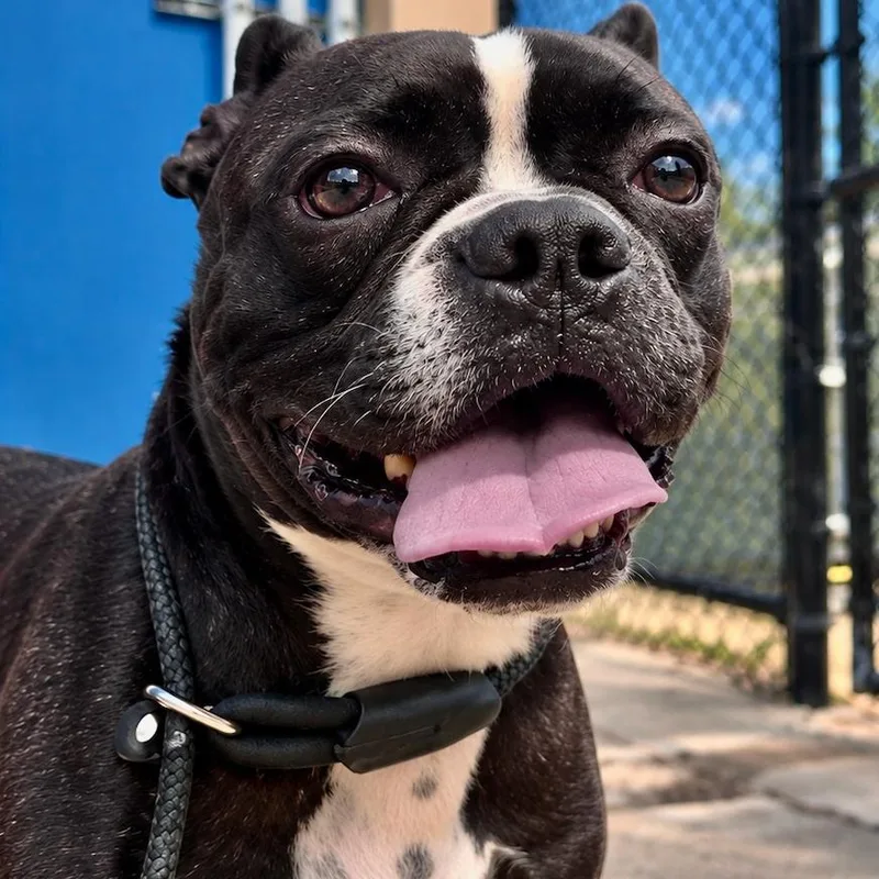 An adult medium-sized female Boston Terrier dog named Mishka for adoption in Decatur, AL