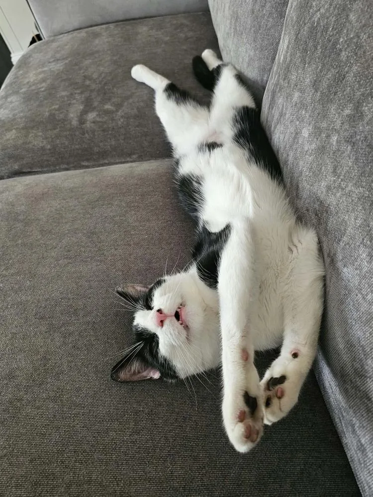 A young medium-sized male Black & White / Tuxedo Domestic Short Hair cat named Romeow for adoption in Chicago, IL