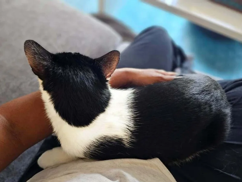 Romeow thumbnail 2