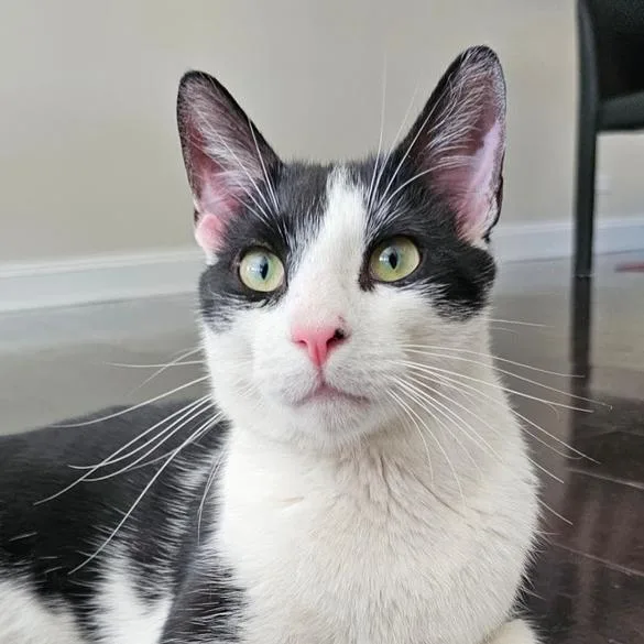 Romeow thumbnail 3