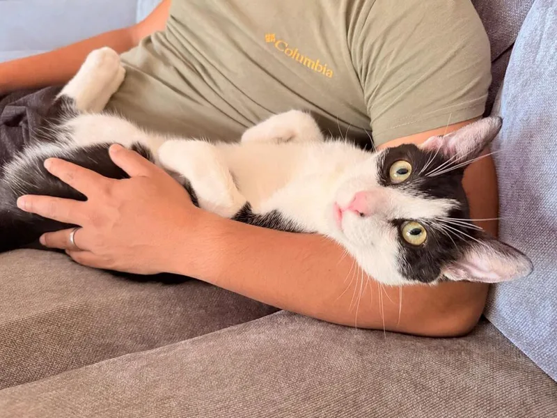Romeow thumbnail 4