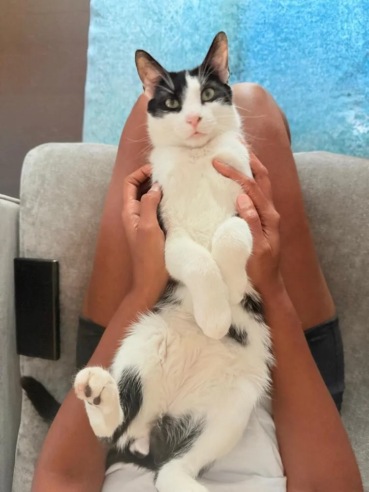 Romeow thumbnail 6