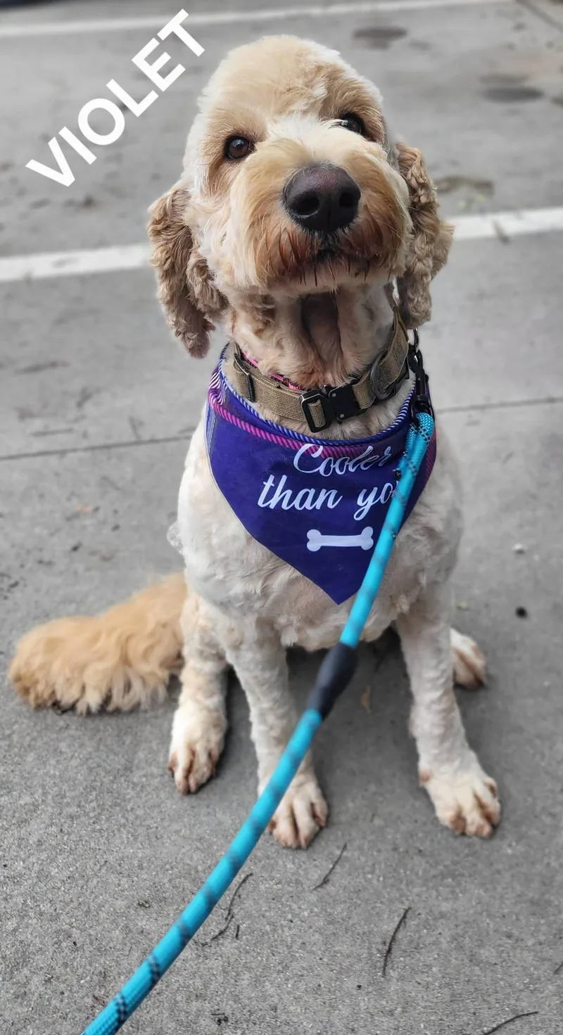 A young large-sized female White / Cream Goldendoodle dog named Violet for adoption in Salisbury, NC
