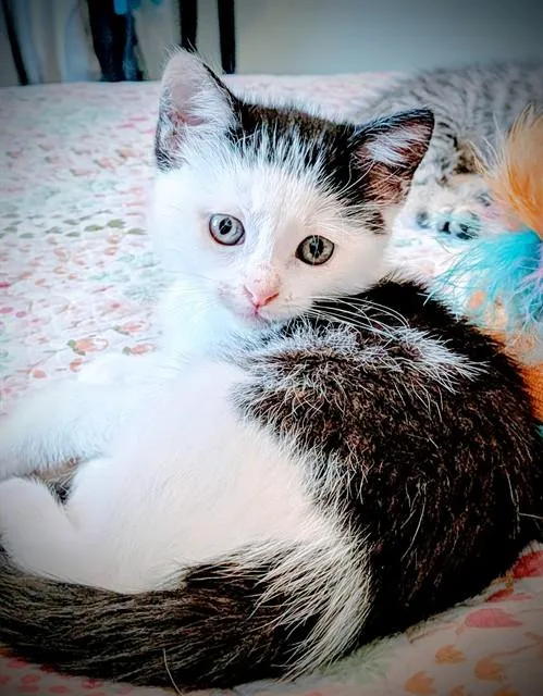 A baby small-sized female Domestic Short Hair cat named Geisha for adoption in Omaha, NE