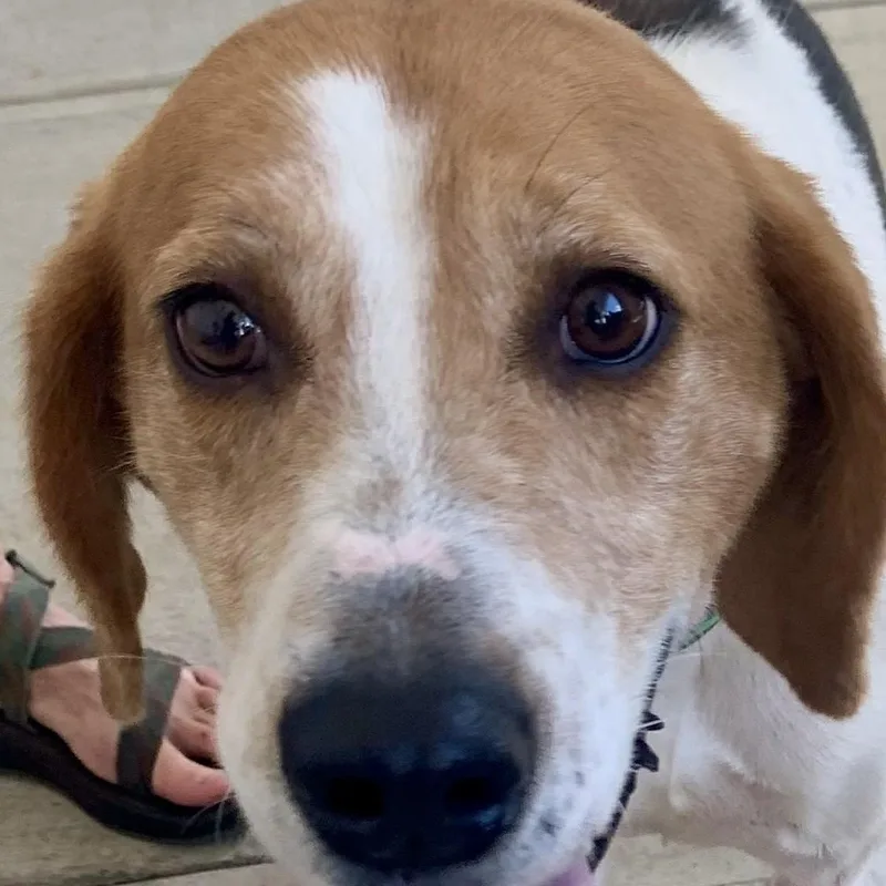 An adult medium-sized male Tricolor (Brown, Black, & White) American Foxhound dog named Earl for adoption in Richmond, VA