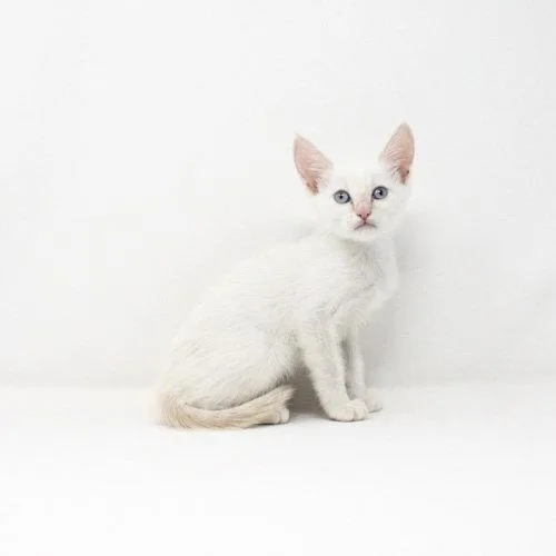 A baby medium-sized female Domestic Short Hair cat named Chives for adoption in Florence, AZ