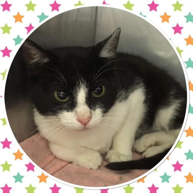 A baby small-sized female Black & White / Tuxedo Domestic Short Hair cat named Cookie for adoption in Buckhannon, WV