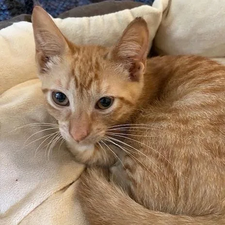 A baby small-sized male Orange / Red Domestic Short Hair cat named Abe for adoption in Prosper, TX