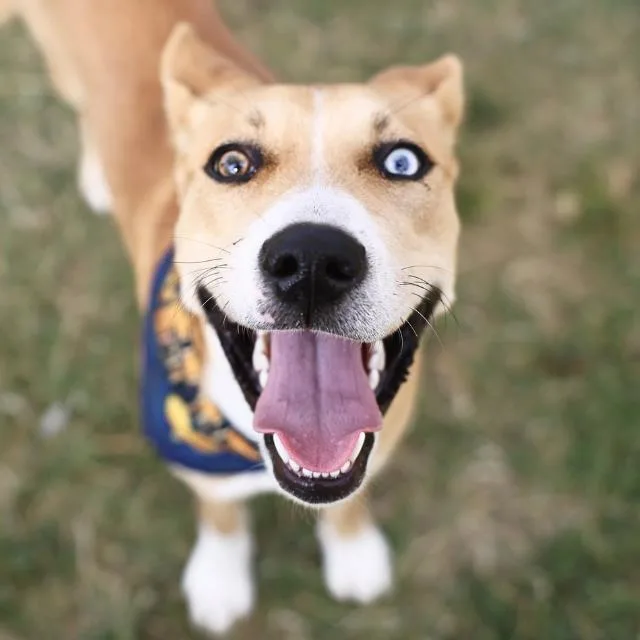 A young medium-sized female Terrier dog named Galaxie for adoption in San Antonio, TX