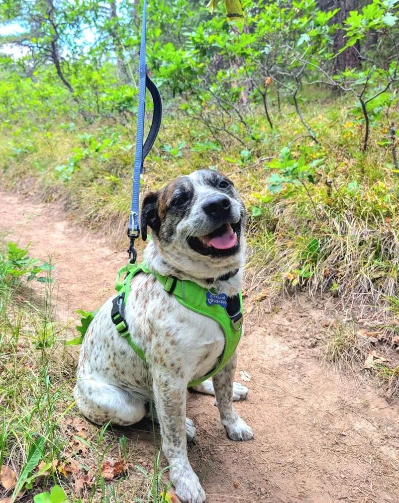 An adult medium-sized male Cattle Dog named Ranger for adoption in Thornton, CO