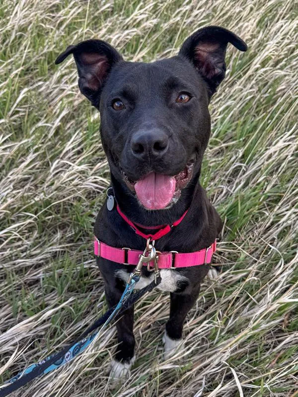 Nova