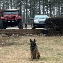 An adult large-sized male Bicolor German Shepherd Dog dog named Blaze for adoption in Roswell, GA