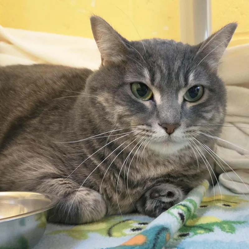An adult large-sized female Gray / Blue / Silver Domestic Short Hair cat named Mango for adoption in Plover, WI
