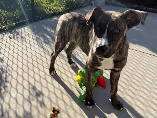 A young medium-sized female Pit Bull Terrier dog named Paisley for adoption in Santa Cruz, CA