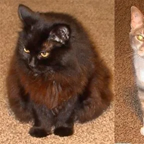 A senior medium-sized female Black Domestic Long Hair cat named Clemintine for adoption in Asheville, NC