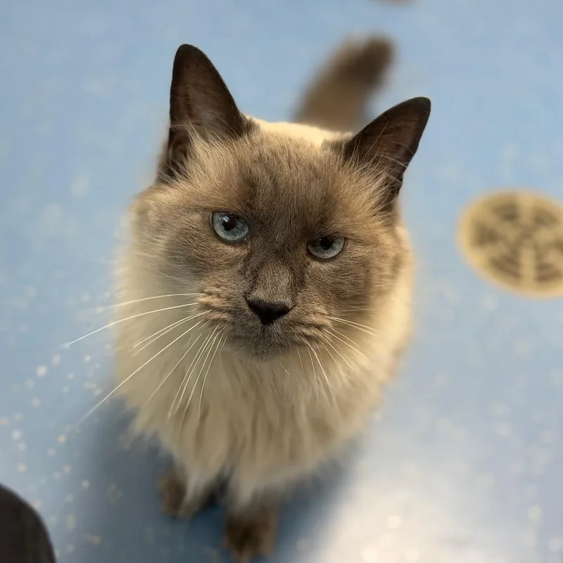 A senior large-sized male Seal Point Domestic Long Hair cat named Prince Zuko for adoption in Watertown, NY
