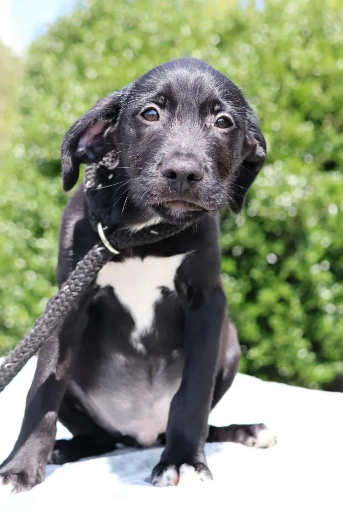 A baby small-sized male Mixed Breed dog named Hulk for adoption in Columbia, TN